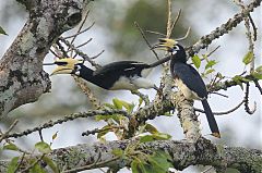 Oriental Pied-Hornbill